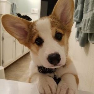 Meet your Posher, Kristi